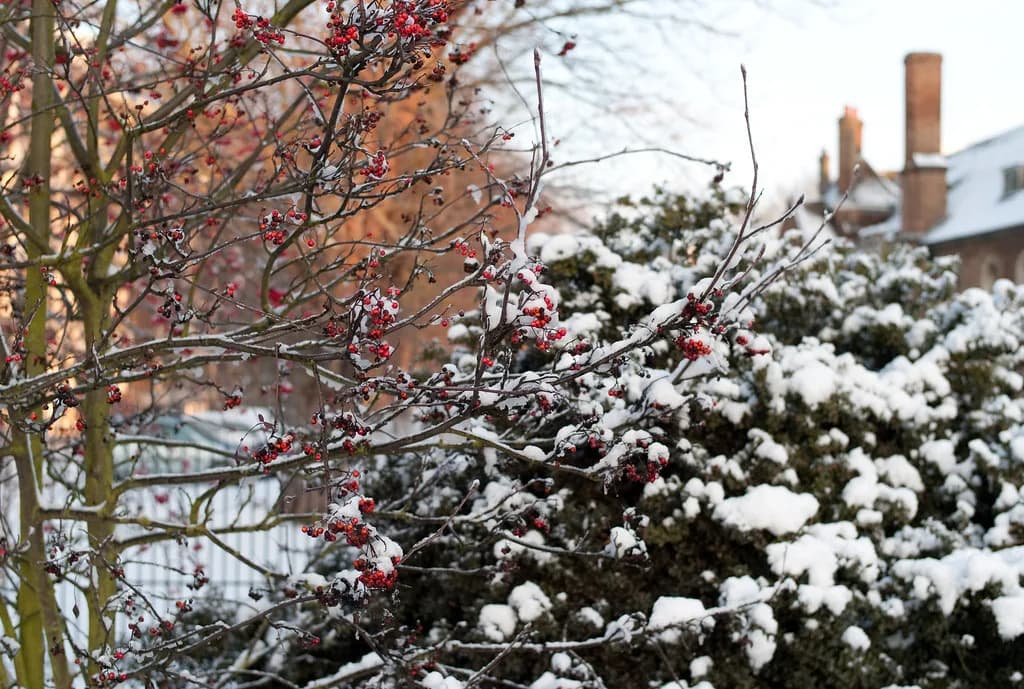 Cambridge in Winter: Weather, Closures and Things to Do