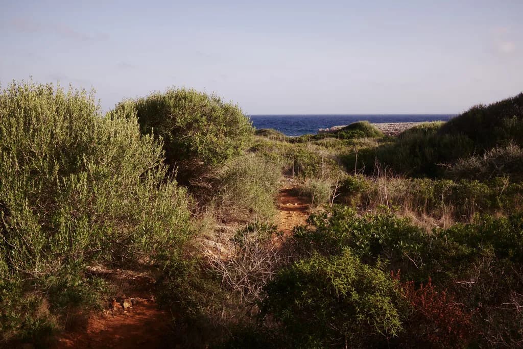 Mallorca in March: Weather, Openings and What a Trip Is Like