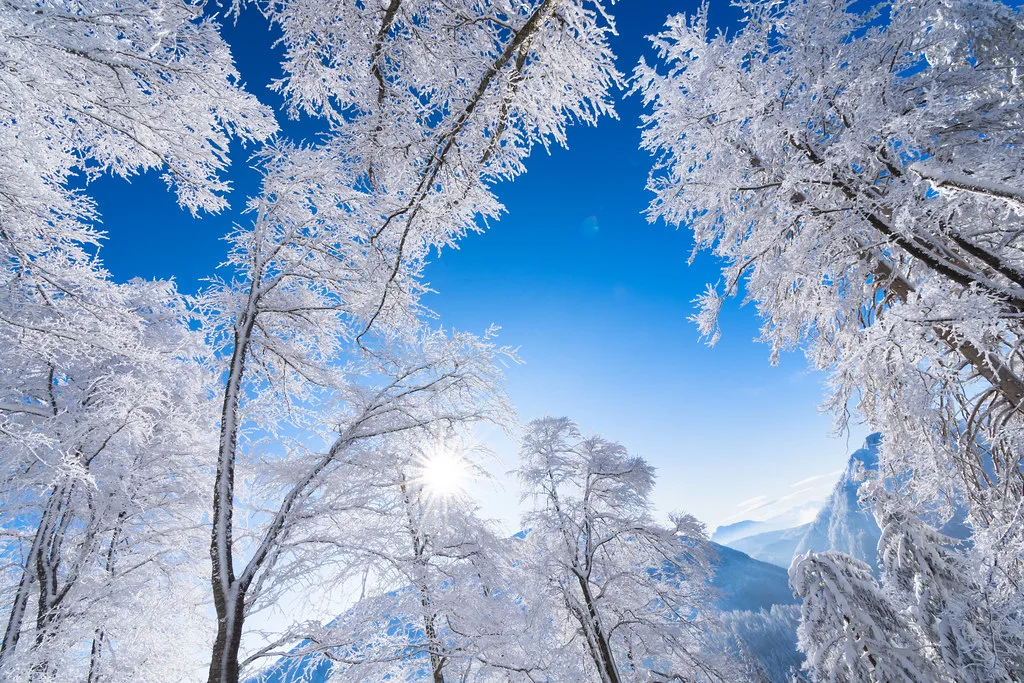 Winter Forest, Austria