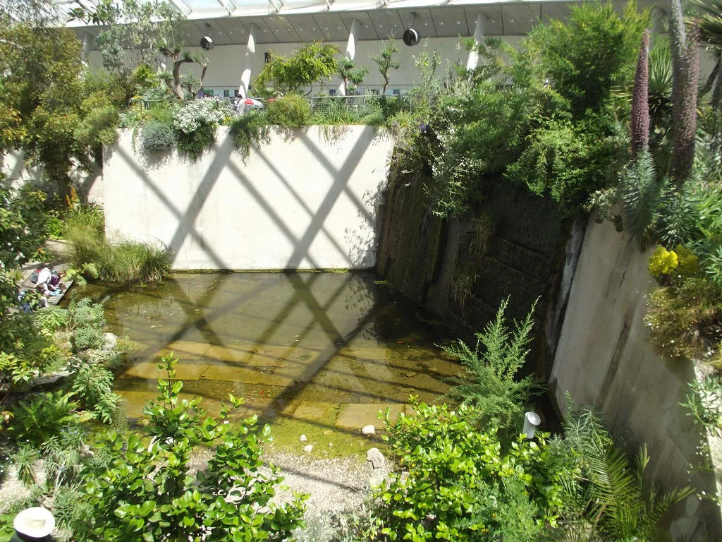 Great Glasshouse - National Botanic Garden of Wales - pond with fish, Canary Islands