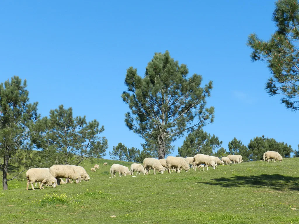 Animal Rights, Cascais