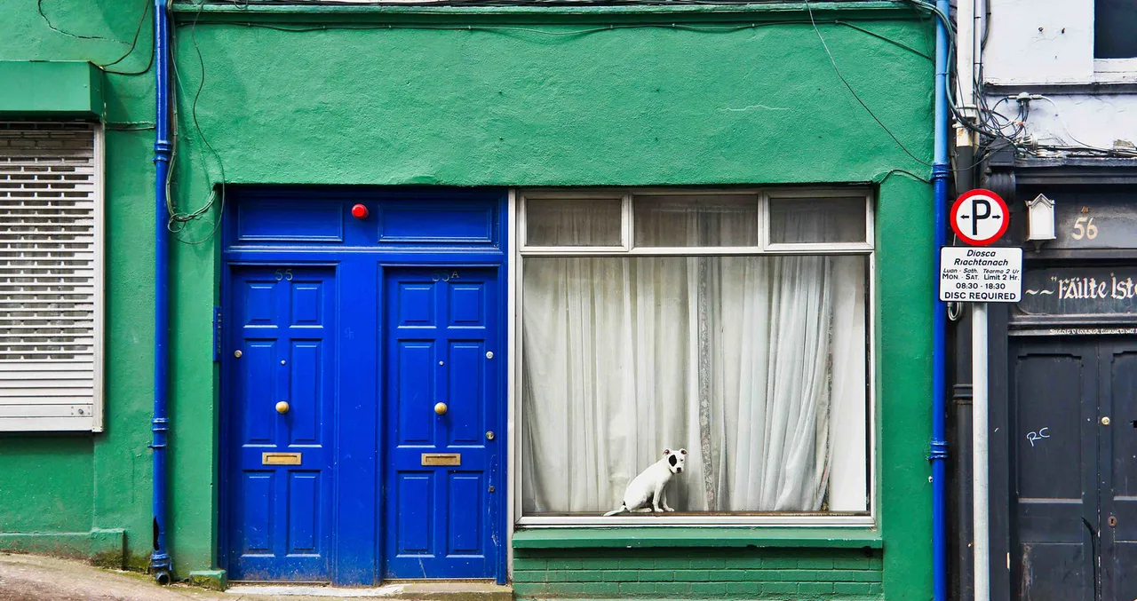 HOW MUCH IS THAT DOGGIE IN THE WINDOW [GERALD GRIFFIN STREET], Cork