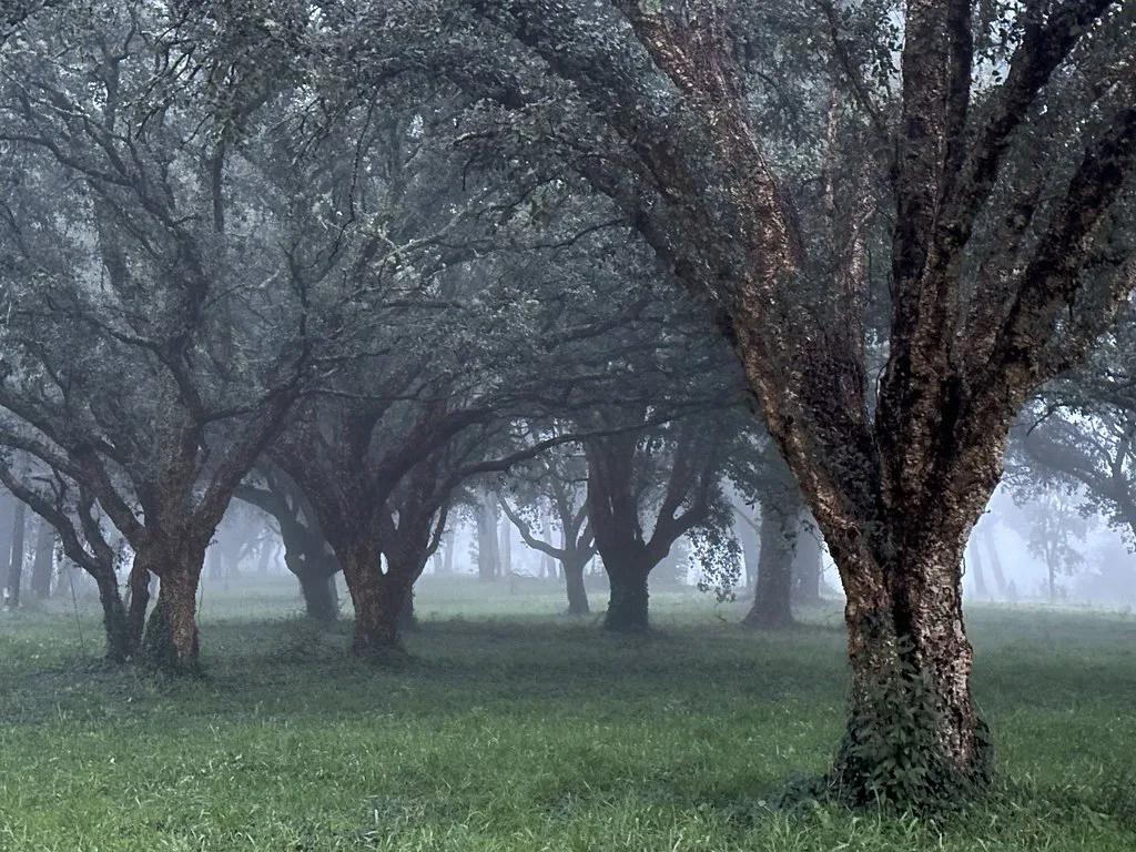 Misty cork oak grove forest near Tabagón, O Rosal, Galicia, January