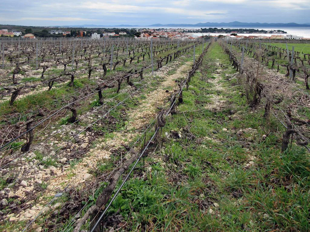 Konoba Kraljevski Vinogradi, Croatia