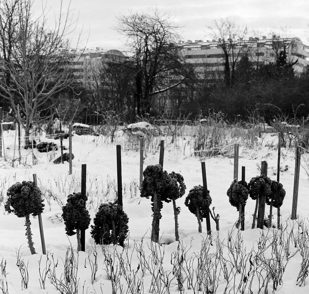 Braća brokule / The broccoli brothers, Croatia
