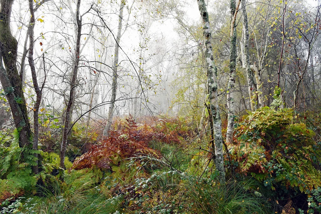 Le vent et la forêt qui pleurent, France