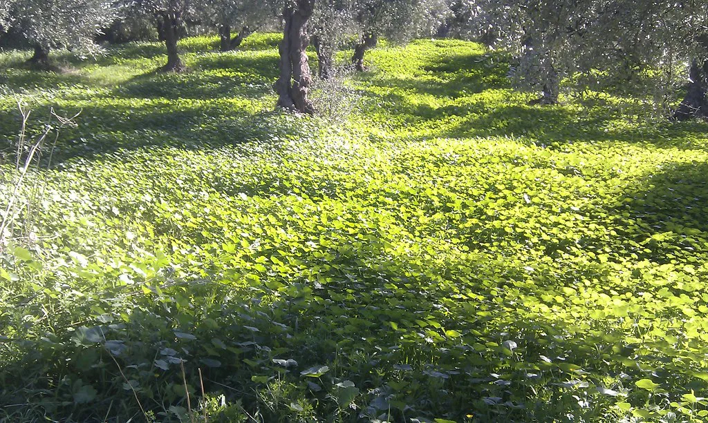 Clover carpet, Greece