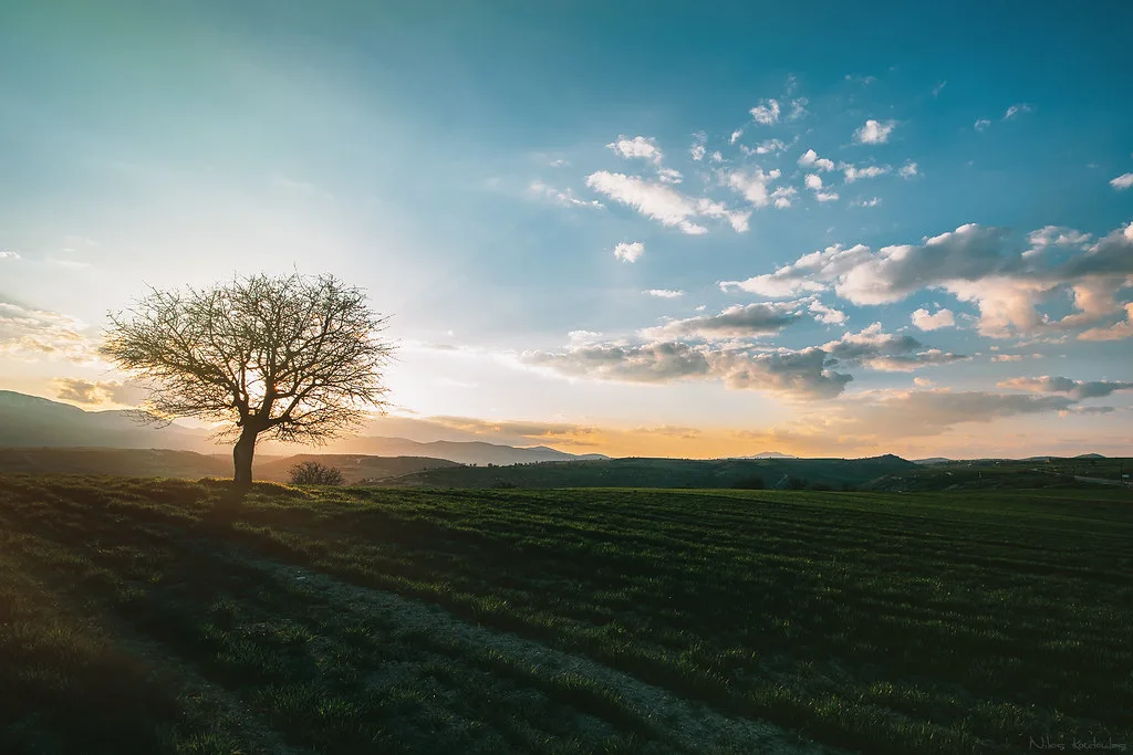 Sunset tree, Greece