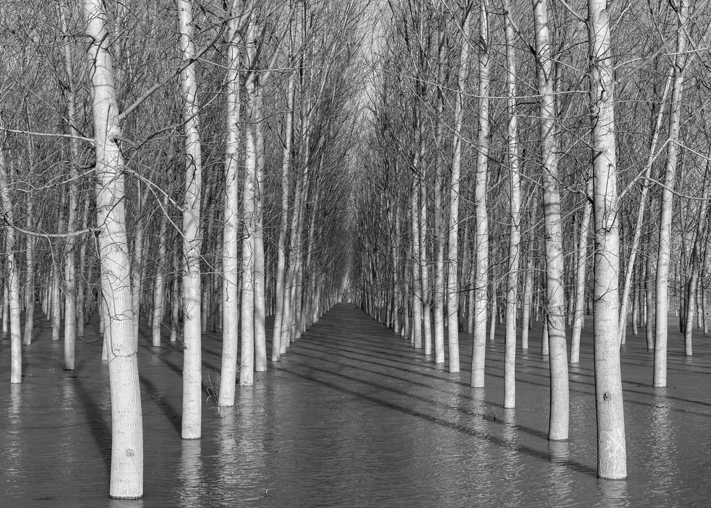 Poplars - Dosolo, Mantova, Italy - December