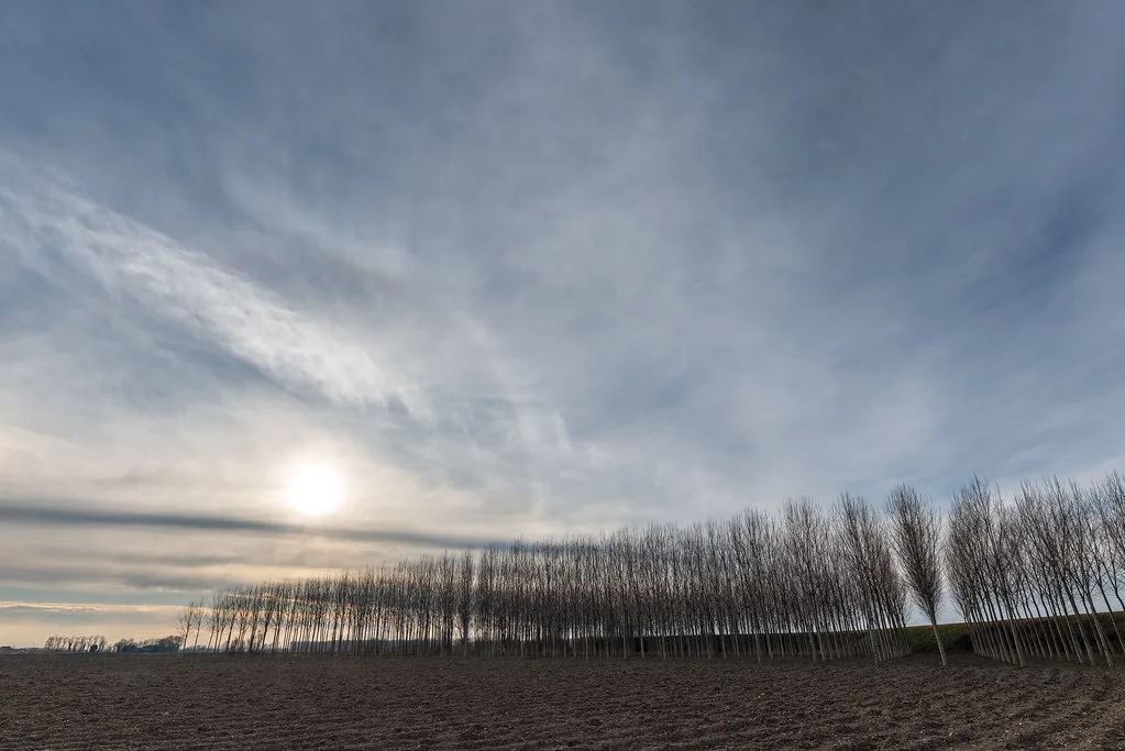 Poplars at Sunset - Marcaria, Mantova, Italy - March