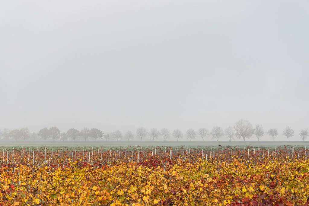 Vineyard - Nonantola, Modena, Italy - November