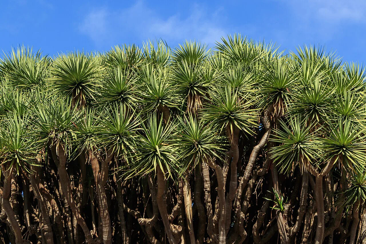 Los Dragos Gemelos - Breña Alta - La Palma