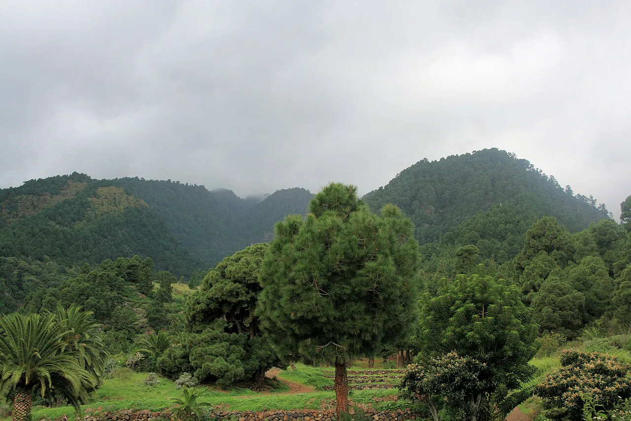Las Nieves (La Palma)