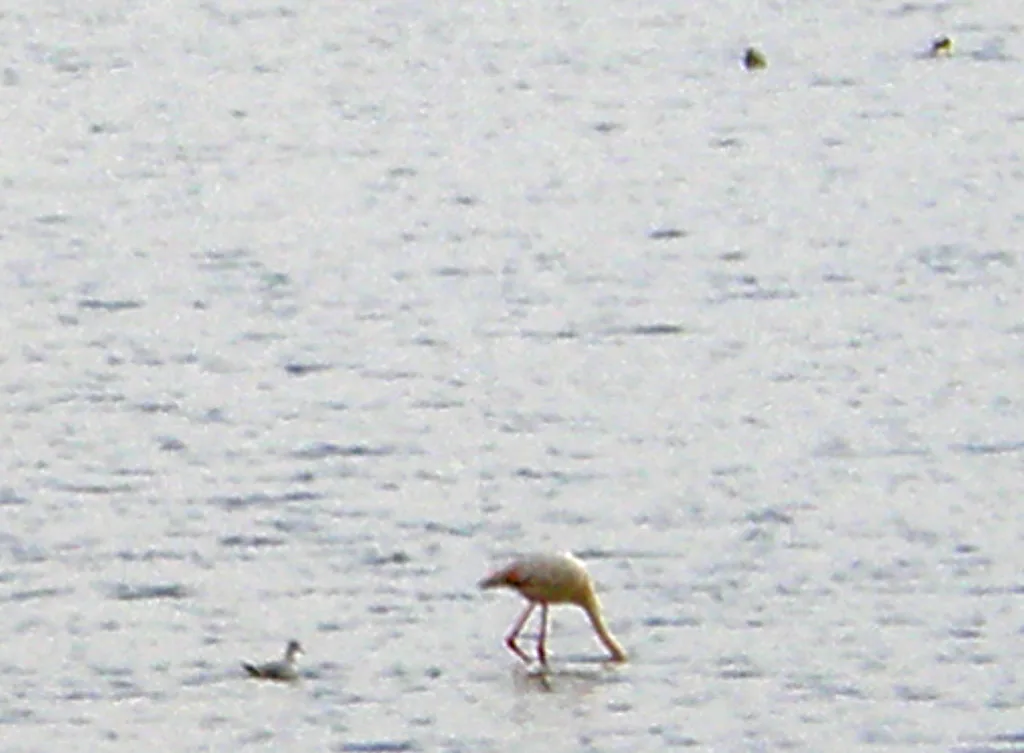 Larnaca Salt Lake with Flamingos