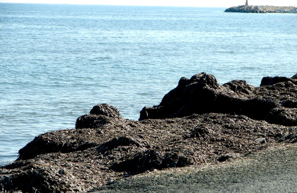 Seaweed 1 Larnaca Cyprus - panoramio