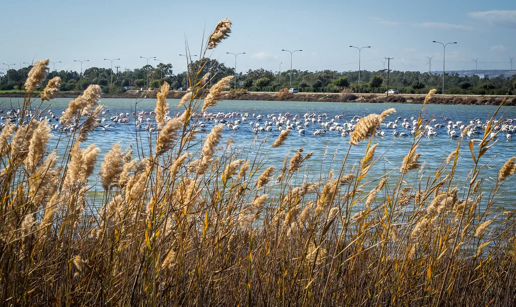Flamingos in Larnaca