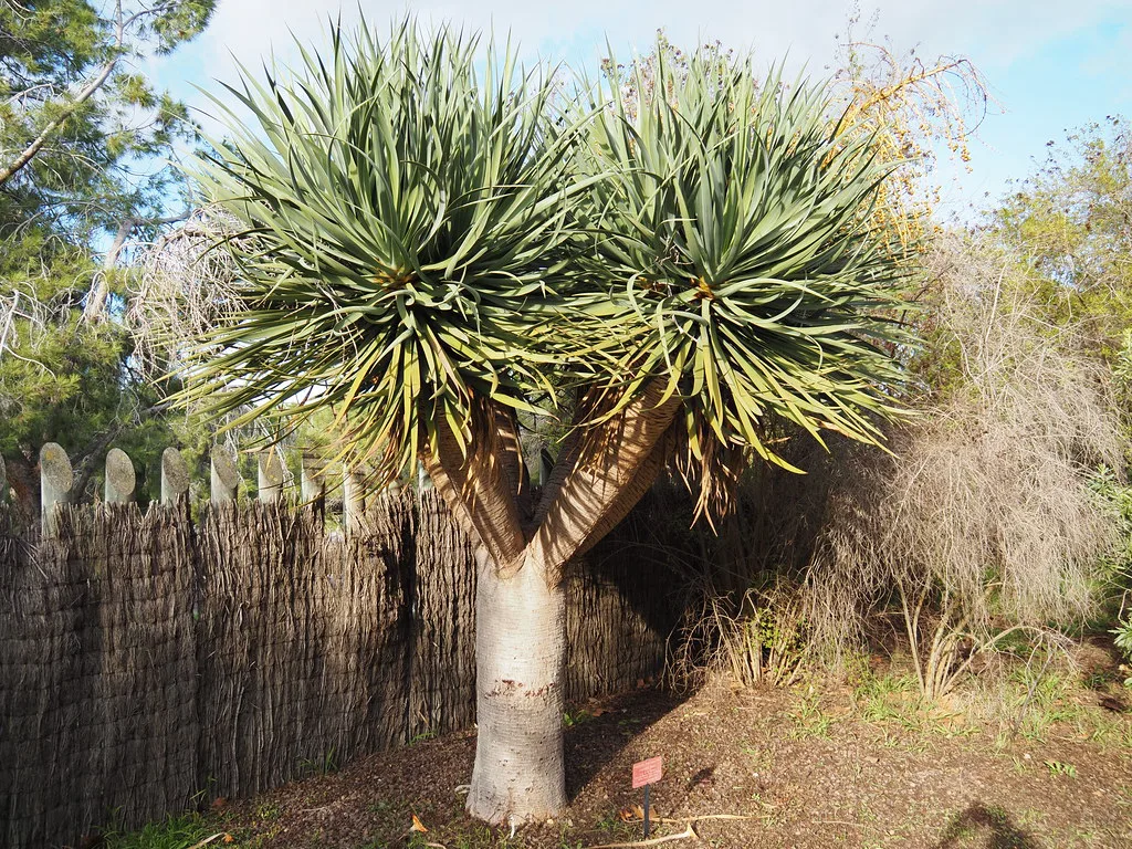 Dracaena draco Jardí Botànic de Barcelona, Madeira