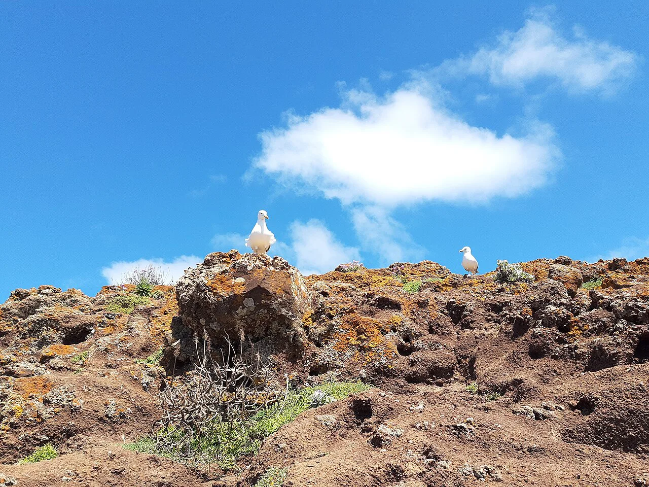 Madeira, seagulls
