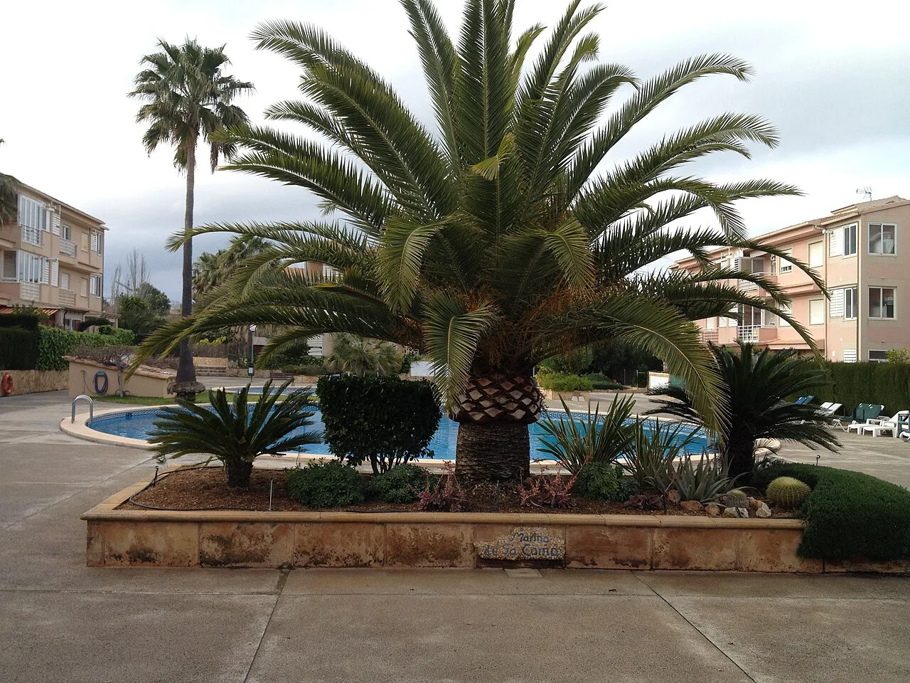 Palm tree in mallorca