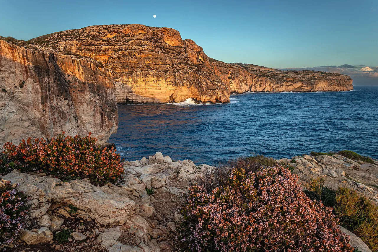Winter blooms, Malta