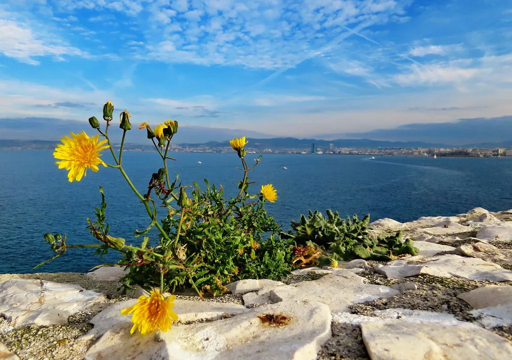 Chateau d'If floral view to Marseille in December