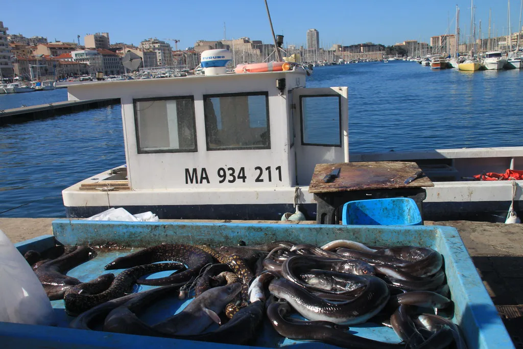 serpents de mer, Marseille