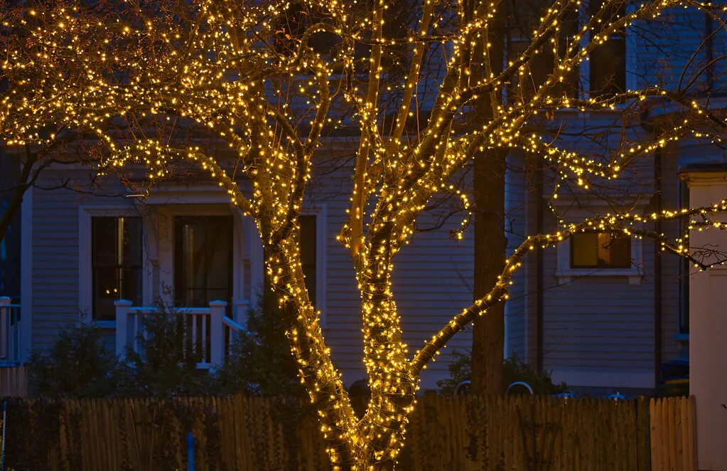 Tree with winter lights, Cambridge