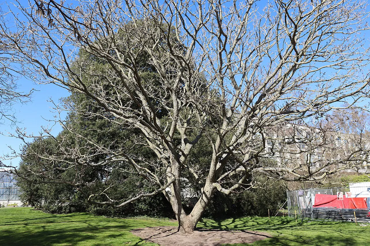 Phellodendron amurense in winter, Cork